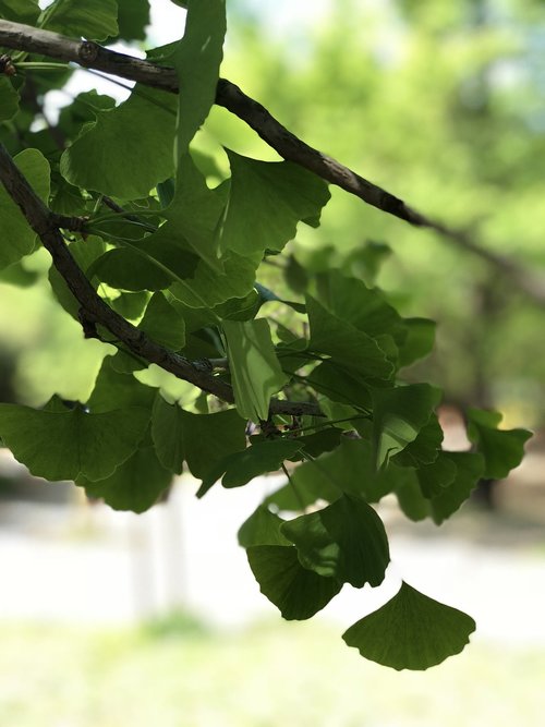 leaf  plant  branch