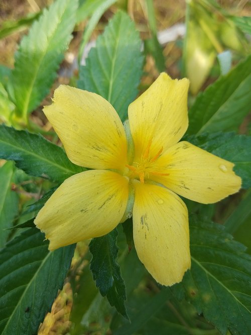 leaf  nature  flora