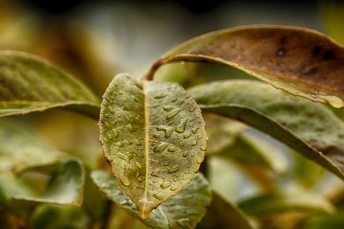 leaf  flora  nature