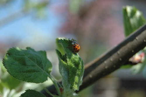 leaf  nature  plant