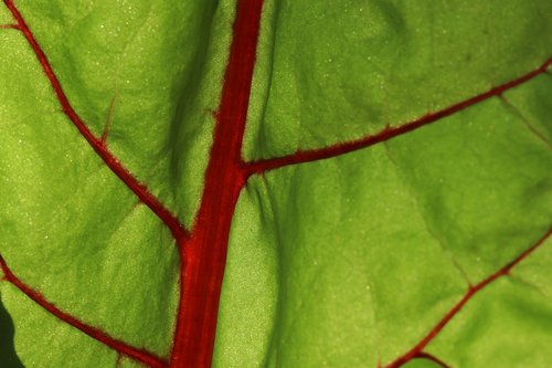 leaf  plant  background