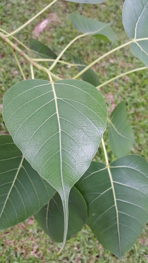 leaf  nature  flora