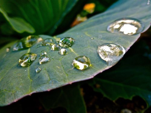 leaf  drop  dew