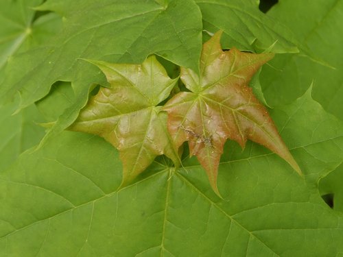 leaf  plant  nature