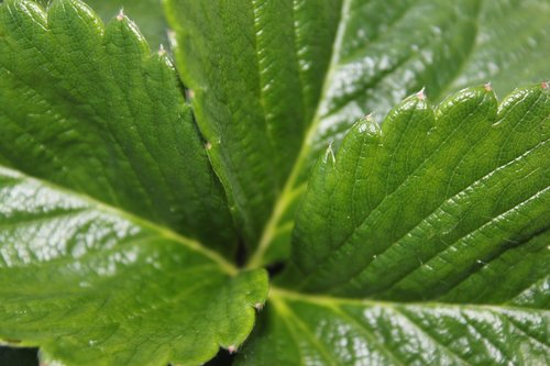 leaf  flora  growth