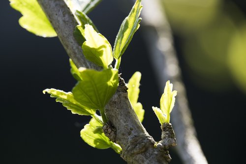 leaf  nature  plant