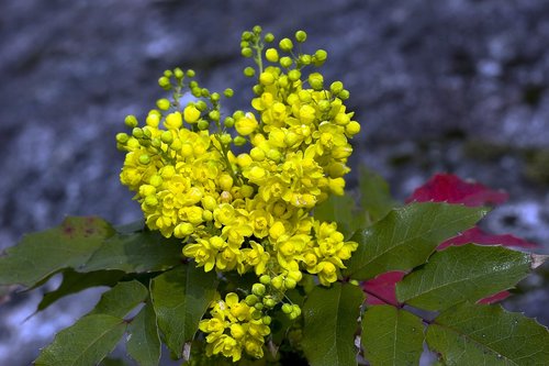 leaf  flower