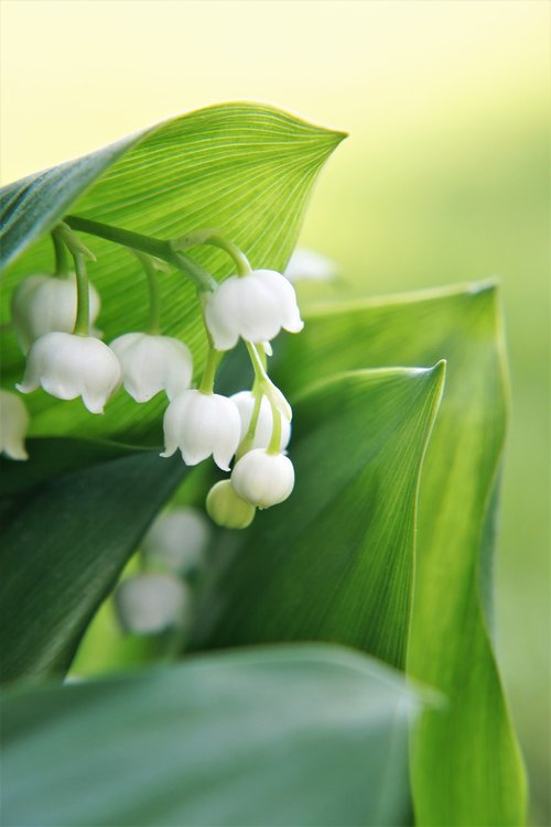 leaf  nature  plant