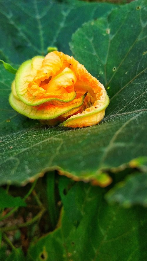 leaf  flora  nature