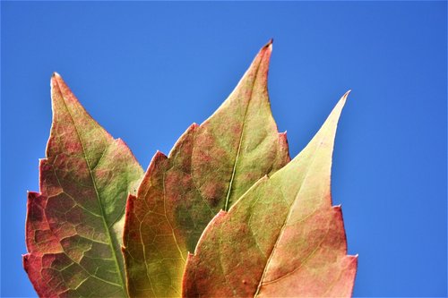 leaf  nature  flora