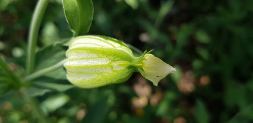 leaf  plant  nature