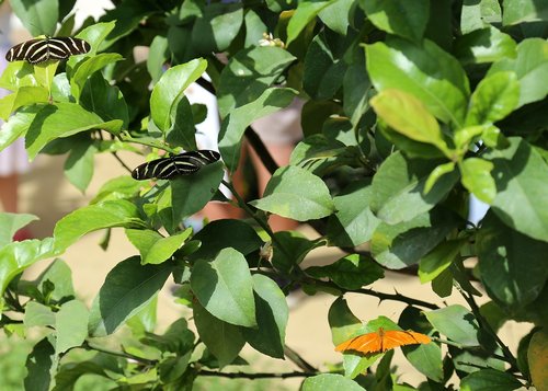 leaf  flora  nature