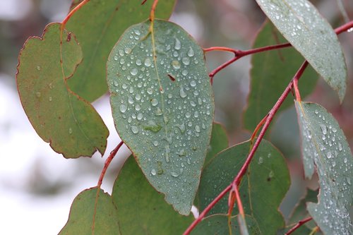 leaf  tree  nature