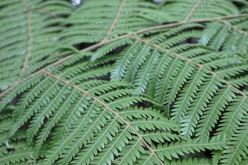 leaf  nature  fern