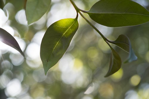 leaf  plant  nature