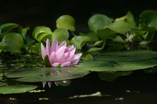 leaf  plant  flower