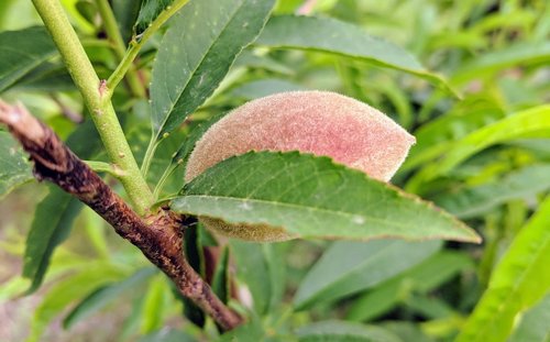 leaf  nature  flora