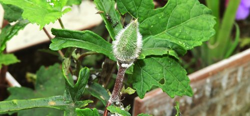 leaf  nature  plant