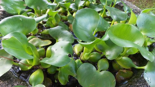 leaf  nature  plant