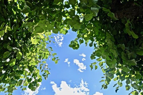 leaf  nature  flora