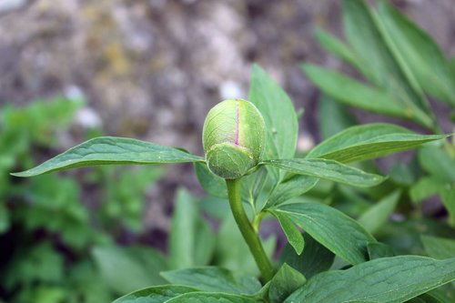 leaf  nature  plant