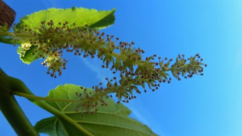 leaf  nature  plant