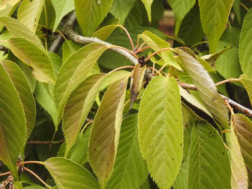 leaf  nature  flora