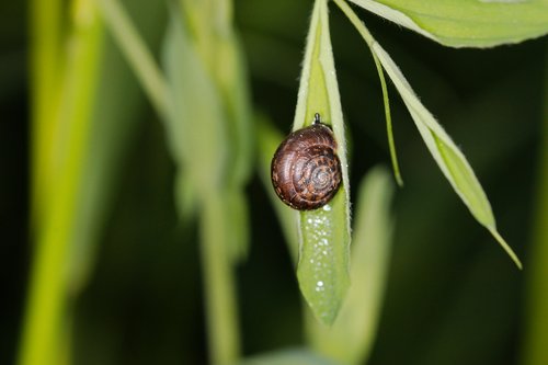 leaf  plant  nature