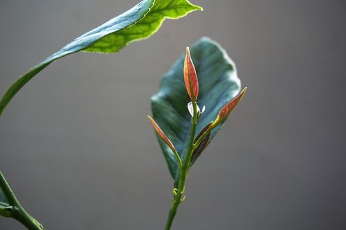 leaf  plant  nature