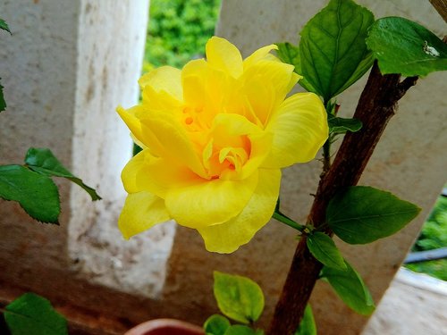 leaf  flora  flower