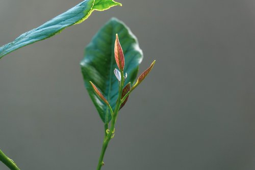 leaf  nature  plant