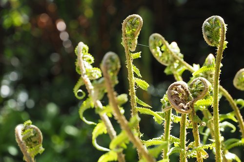 leaf  nature  garden