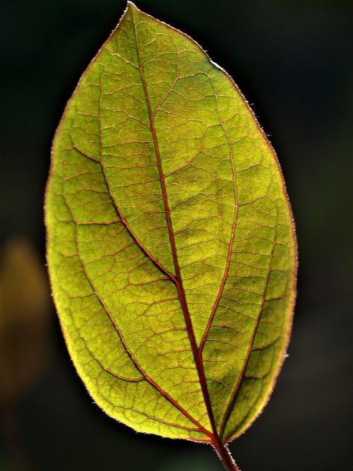 leaf  fall  flora