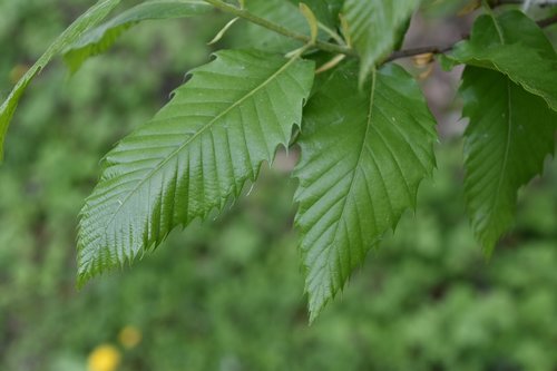 leaf  nature  plant