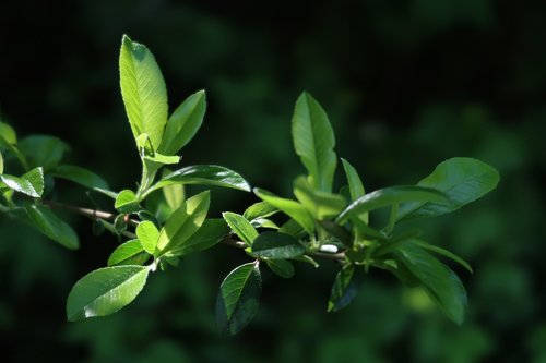 leaf  plant  nature