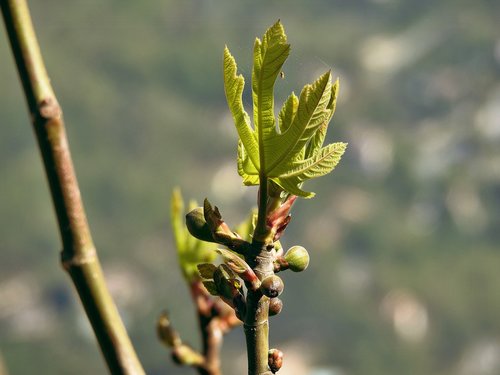 leaf  nature  flora