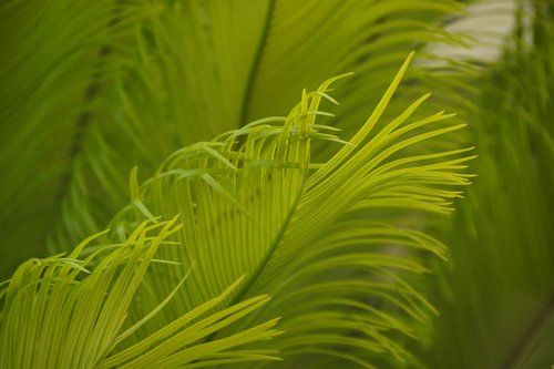 leaf  nature  flora