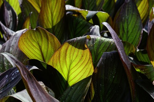 leaf  nature  plant