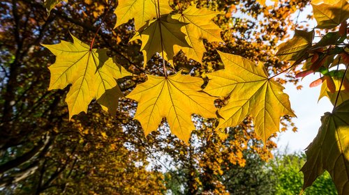 leaf  autumn  maple