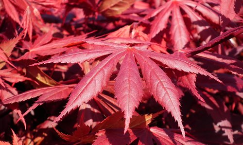 leaf  japanese maple  spring