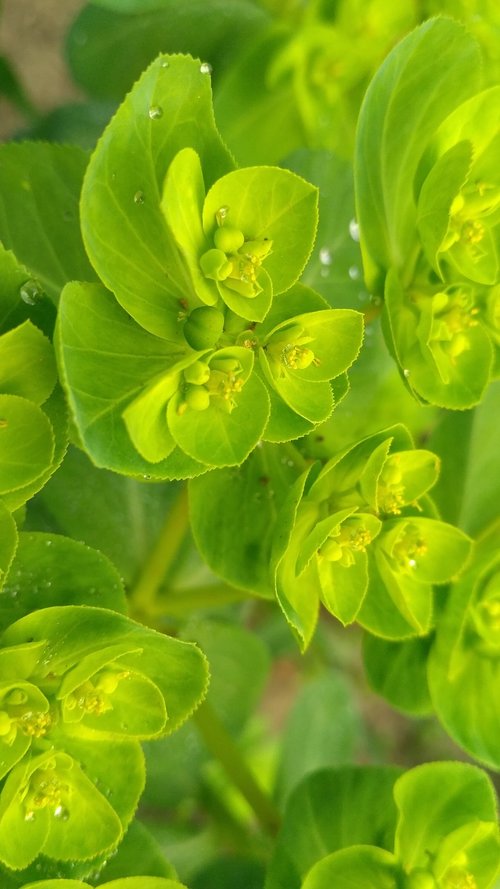 leaf  flora  nature