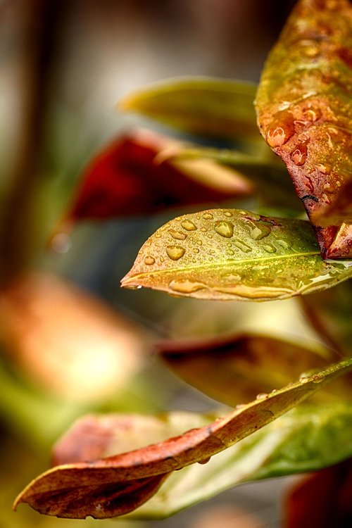 leaf  nature  flora