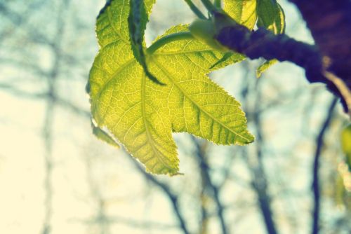 leaf wine nature