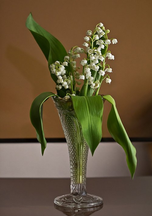 leaf  plant  flower