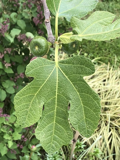 leaf  nature  plant