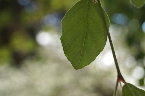 leaf  plant  tree