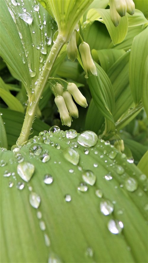 leaf  plants  non