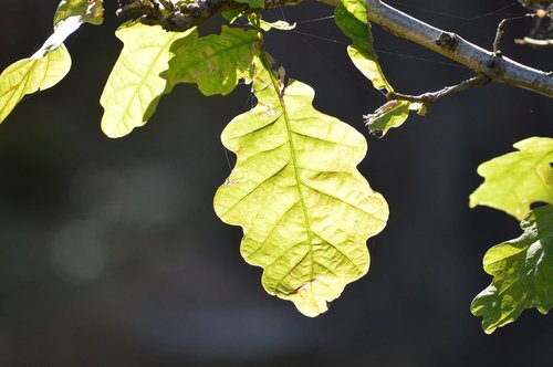 leaf  plant  nature