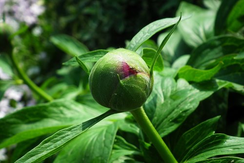 leaf  nature  plant