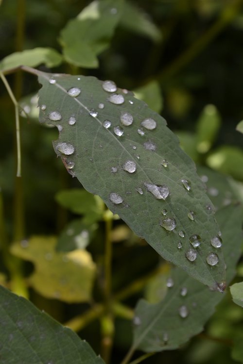 leaf  plant  nature